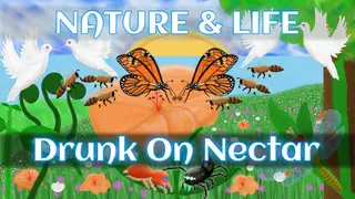 Nature & Life - Drunk On Nectar