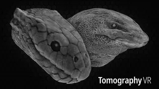 Tomography VR