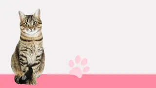 I Love Finding Cats Collector's Edition - Xbox One
