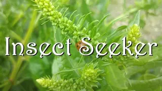 Insect Seeker