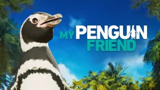 My Penguin Friend
