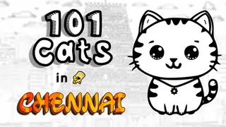 101 Cats in Chennai