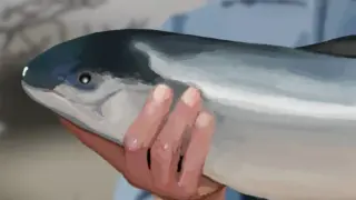 Fishing Vacation - Switch