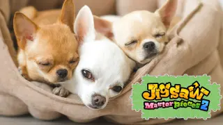 Sweet Puppies - Switch