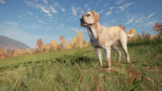 theHunter: Call of the Wild - Labrador Retriever - PS4