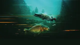 The Catch: Carp & Coarse Collector's Edition - PS4