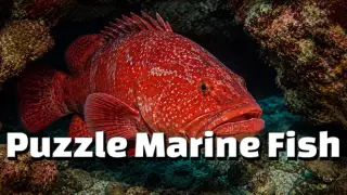 Puzzle Marine Fish