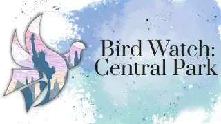 Bird Watch: Central Park