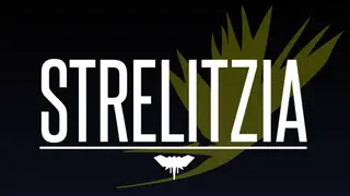 Strelitzia