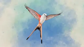WINGSPAN - Xbox One & Series