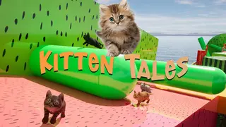 Kitten Tales