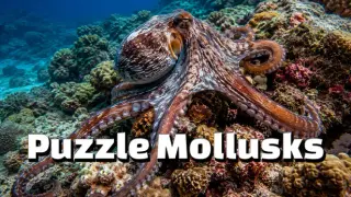 Puzzle Mollusks