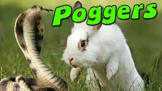 Poggers