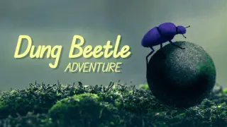 Dung Beetle Adventure