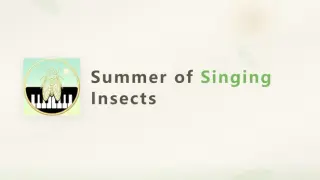 Summer of Singing Insects