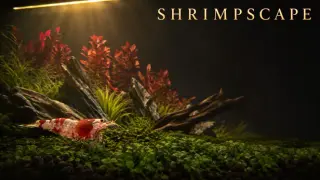 Shrimpscape