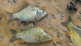 Fishing Adventure (Xbox One)