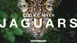 Living with Jaguars