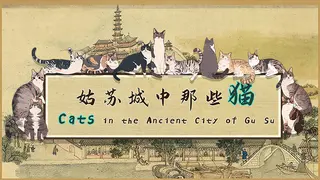 Cats in the Ancient City of Gu Su