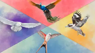 Wingspan + European + Oceania + Asia - Xbox One & Series