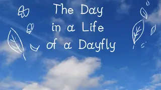 The Day in a Life of a Dayfly