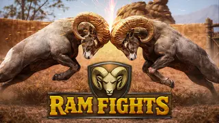 Ram Fights