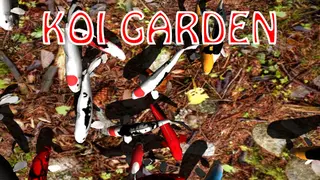 Koi Garden