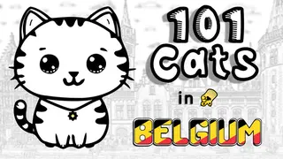 101 Cats in Belgium