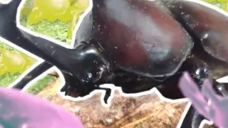 Attack on Beetle - Switch