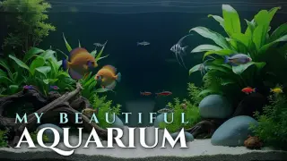 My Beautiful Aquarium