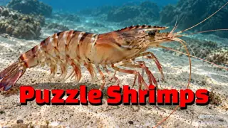 Puzzle Shrimps
