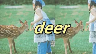 deer