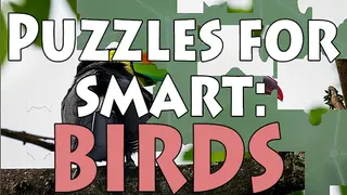Puzzles for smart: Birds