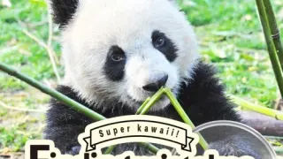 Super kawaii! Finding mistakes in panda photos - Switch