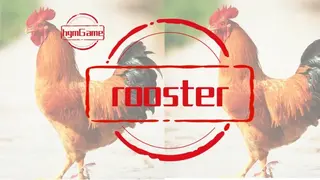 hgmGame-rooster