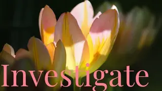 Investigate
