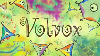 Volvox