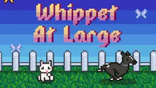 Whippet At Large