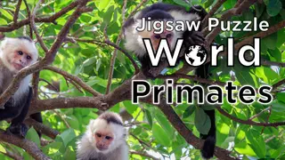 Jigsaw Puzzle World - Primates