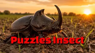 Puzzles Insect
