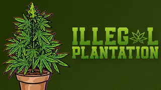 Illegal Plantation