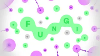 FUNGI