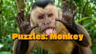 Puzzles Monkey Complete Edition