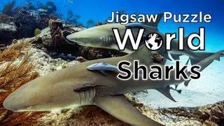 Jigsaw Puzzle World - Sharks