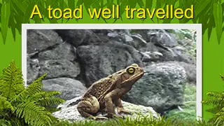 A toad well travelled