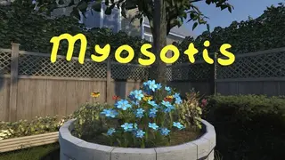 Myosotis
