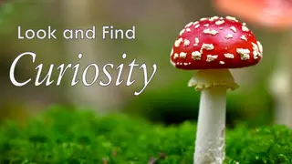 Look and Find - Curiosity