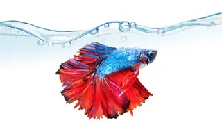 Siamese Fighting Fish - Xbox One