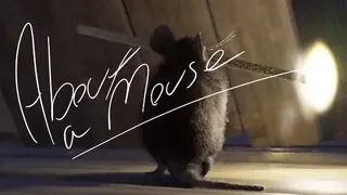 About A Mouse
