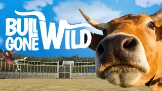 Bull Gone Wild